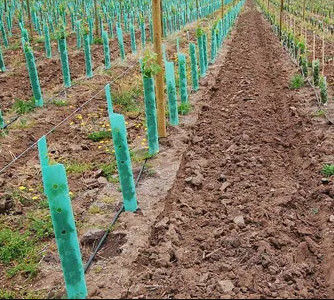 Гофрированное дерево Corflute защищает предохранители дерева полипропилена 3mm