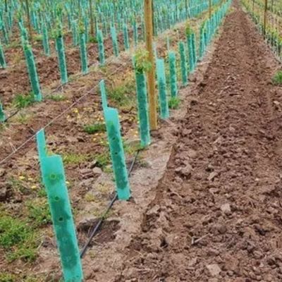 Протекторов лозы Corflute предохранителя дерева полипропилена удар пластиковых анти-