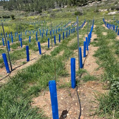 Корфлют Tree Guard подходит для садоводов ландшафтов и питомников деревьев, ищущих прочные трубы защиты саженцев